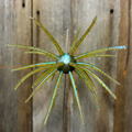 20mm PULSE POD- Magic Craw