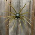 20mm PULSE POD- Green Pumpkin